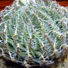 Haworthia decipiens syn: Haworthia pearsonii Samen