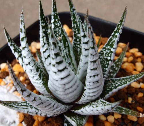 Haworthia fasciata zebra plant seeds