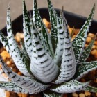 Haworthia fasciata  cемян