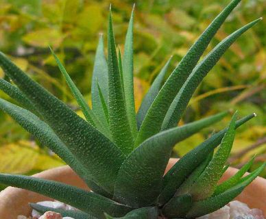 Haworthia glabrata succulent seeds