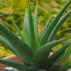 Haworthia glabrata Sukkulente Samen