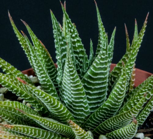 Haworthia limifolia Succulent seeds