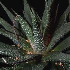 Haworthia margaretifera Zebra Cactus graines