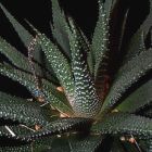 Haworthia margaretifera