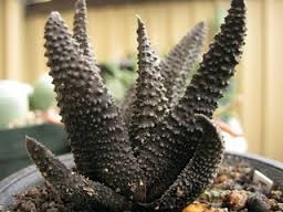 Haworthia scabra succulent seeds