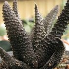 Haworthia scabra Sukkulente Samen