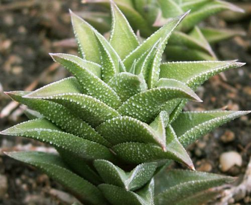 Haworthia tortuosa syn: Aloe pseudorigida seeds