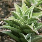 Haworthia tortuosa syn: Aloe pseudorigida graines