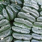 Haworthia truncata