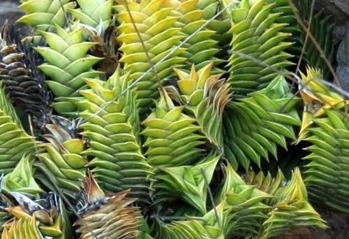 Haworthia viscosa succulent seeds