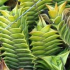 Haworthia viscosa succulente graines
