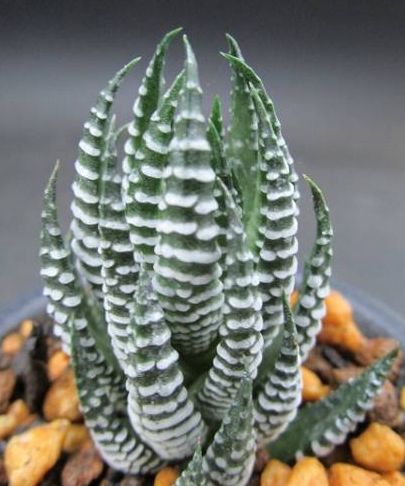 Haworthia zebrina Zebra Cactus seeds