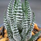 Haworthia zebrina