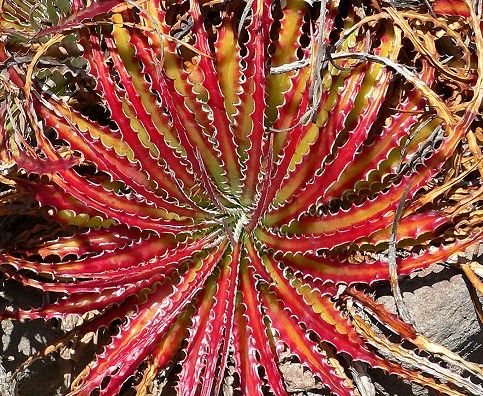 Hechtia scariosa syn: Hechtia texensis seeds