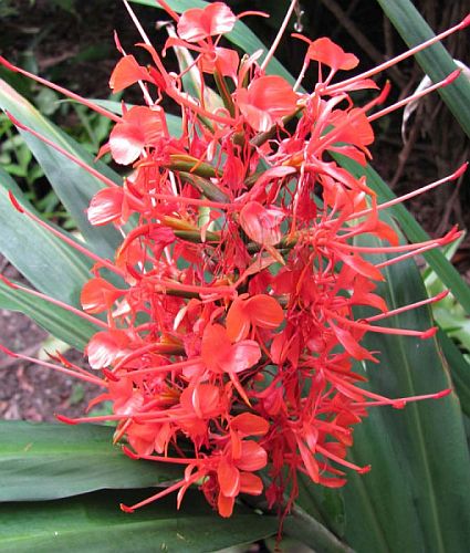 Hedychium coccineum Scarlet Ginger Lily seeds