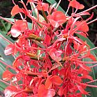 Hedychium coccineum  semillas