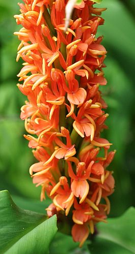 Hedychium densiflorum Ginger seeds