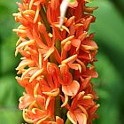 Hedychium densiflorum  semillas