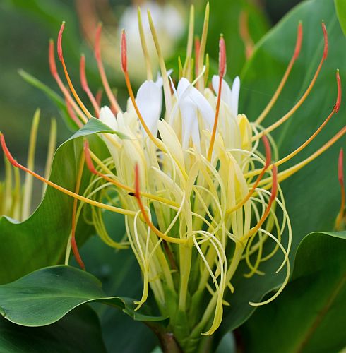 Hedychium ellipticum Rock Butterfly Lily seeds