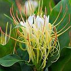 Hedychium ellipticum Zieringwer - Schmetterlingsingwer Samen