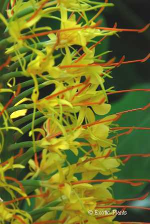 Hedychium gardnerianum Kahili Ginger, Ginger Lily seeds