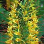 Hedychium gardnerianum Jengibre amarillo - Jengibre hawaiano - Edichio semillas