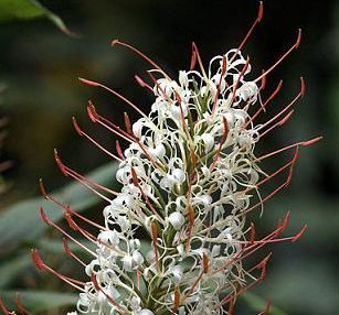 Hedychium gracile Salmon Gingerlily - Dainty Ginger Lily seeds