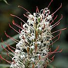 Hedychium gracile Zieringwer - Schmetterlingsingwer Samen