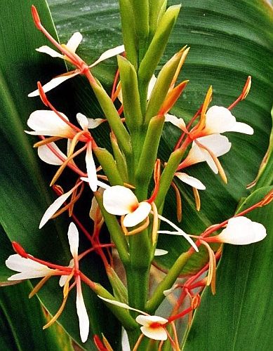 Hedychium spicatum Spiked Ginger Lily seeds