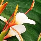 Hedychium spicatum