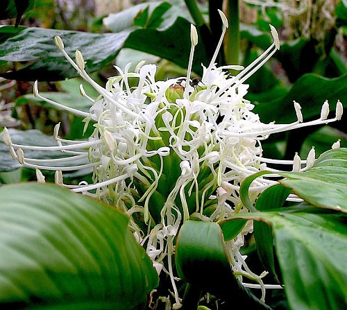 Hedychium thyrsiforme Pincushion Ginger seeds