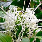 Hedychium thyrsiforme  semi