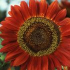 Helianthus annuus Red Sun Sonnenblume Rote Sonne Samen