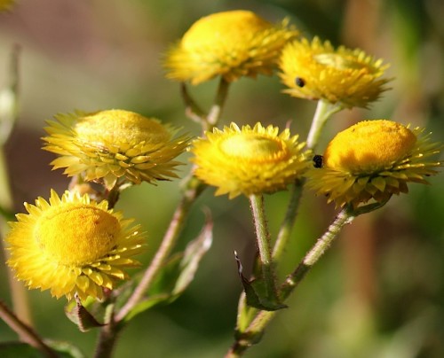 Helichrysum cooperi yellow everlasting seeds