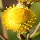 Helichrysum cooperi