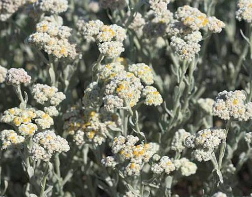 Helichrysum crispum Helichrysum seeds