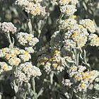 Helichrysum crispum