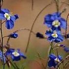 Heliophila coronopifolia vistoso sol de lino semillas