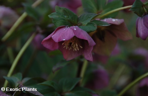 Helleborus thibetanus hellebore seeds