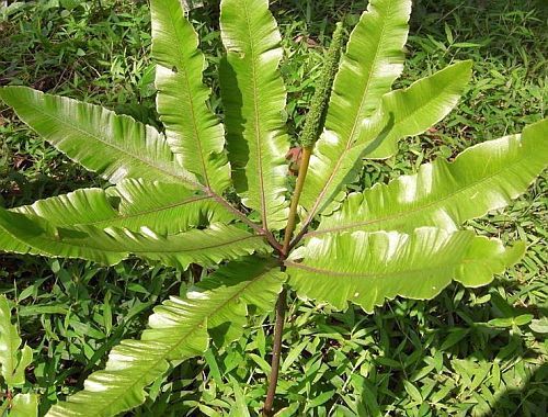 Helminthostachys zeylanica