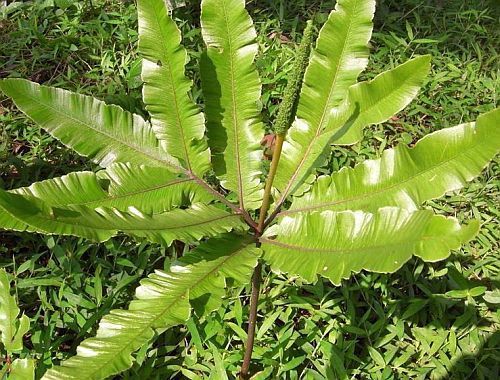 Helminthostachys zeylanica fern seeds