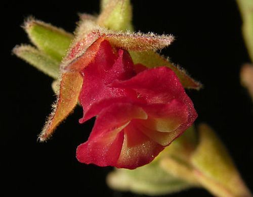 Hermannia filifolia mallow seeds