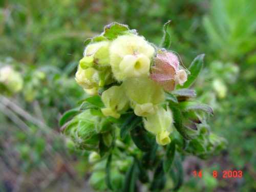 Hermannia hyssopifolia eight day healing bush seeds