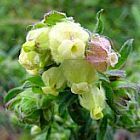 Hermannia hyssopifolia