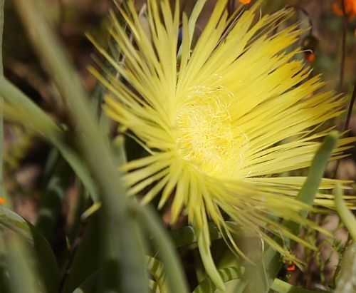 Herrea elongata false iceplant seeds