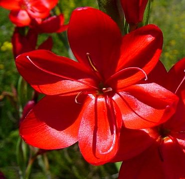 Hesperantha coccinea River lily - Crimson flag seeds
