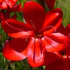 Hesperantha coccinea  semi