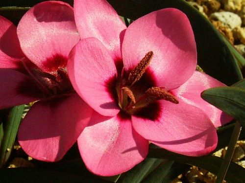 Hesperantha humilis Hesperantha seeds