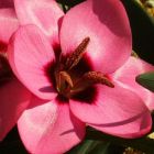 Hesperantha humilis Hesperantha graines