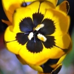 Hesperantha vaginata Hesperantha seeds